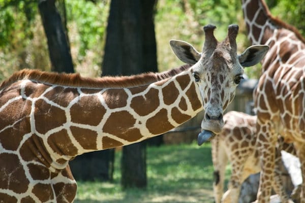 fort-worth-zoo