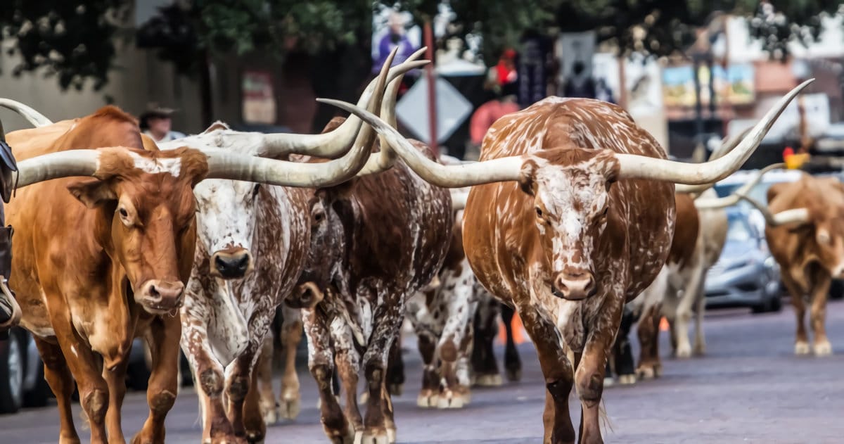longhorns fort worth
